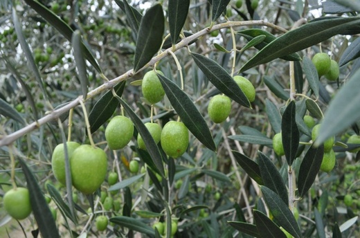 0911olive up.jpg